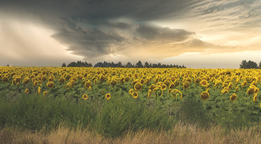 Kansas sunflowers representing Kansas auto transport